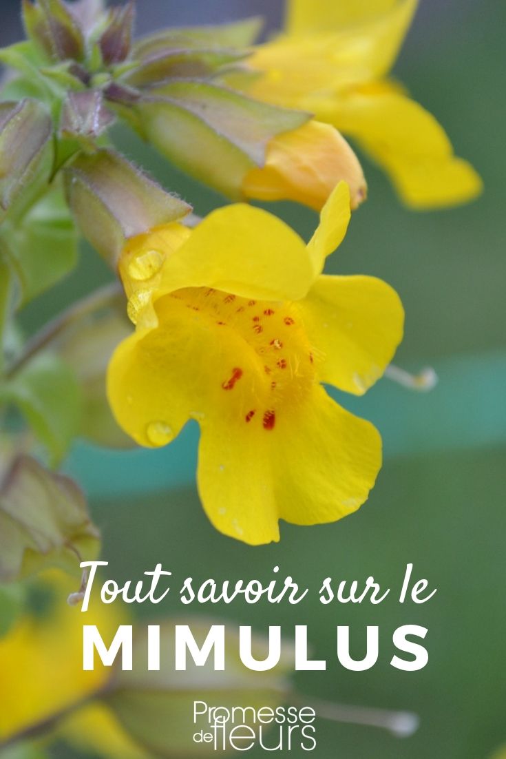 **Mimulus: Todo lo que necesitas saber**
El Mimulus, también conocido como "flor de mono" o "flor de la alegría", es una planta fascinante que cautiva a los jardineros por sus vibrantes colores y su fácil cuidado. Originario de América del Norte y del Sur, este género pertenece a la familia Phrymaceae y cuenta con más de 150 especies. A continuación, te contamos todo lo que necesitas saber sobre esta encantadora planta.
### Características del Mimulus
- **Flores**: Las flores del Mimulus son su principal atractivo. Suelen ser de colores brillantes como amarillo, naranja, rojo, rosa o púrpura, y tienen una forma tubular que recuerda a la cara de un mono, de ahí su nombre común.
- **Hojas**: Las hojas son generalmente verdes, ovaladas y ligeramente dentadas.
- **Tamaño**: Dependiendo de la especie, el Mimulus puede crecer entre 10 cm y 1 metro de altura.
### Cuidados del Mimulus
- **Luz**: Prefiere lugares con luz solar parcial o sombra ligera. Demasiado sol directo puede quemar sus hojas.
- **Suelo**: Necesita un suelo húmedo y bien drenado, rico en materia orgánica.
- **Riego**: Mantén el suelo constantemente húmedo, especialmente durante los meses más cálidos. Evita el encharcamiento.
- **Temperatura**: Se adapta bien a climas templados, pero no tolera las heladas fuertes.
### Usos en el jardín
- **Bordes y macizos**: Ideal para bordes de caminos o macizos de flores debido a su tamaño compacto y colores llamativos.
- **Jardines acuáticos**: Algunas especies de Mimulus prosperan en zonas húmedas, cerca de estanques o arroyos.
- **Macetas**: Perfecto para cultivar en macetas en balcones o terrazas.
### Curiosidades
- **Simbolismo**: En el lenguaje de las flores, el Mimulus simboliza la superación de miedos y la alegría.
- **Atracción de polinizadores**: Sus flores son muy atractivas para abejas y mariposas, contribuyendo a la biodiversidad del jardín.
El Mimulus es una excelente opción para añadir un toque de color y alegría a tu jardín. Con los cuidados adecuados, esta planta te recompensará con una floración abundante y duradera. ¡Anímate a cultivarla y disfruta de su belleza! mímulo todo lo que necesitas saber