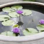 Mini charca: un pequeño jardín de agua para la terraza o el balcón