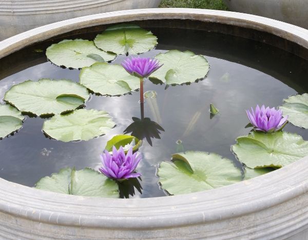 Mini charca: un pequeño jardín de agua para la terraza o el balcón