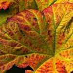 Petasites: Plantación, cultivo, mantenimiento