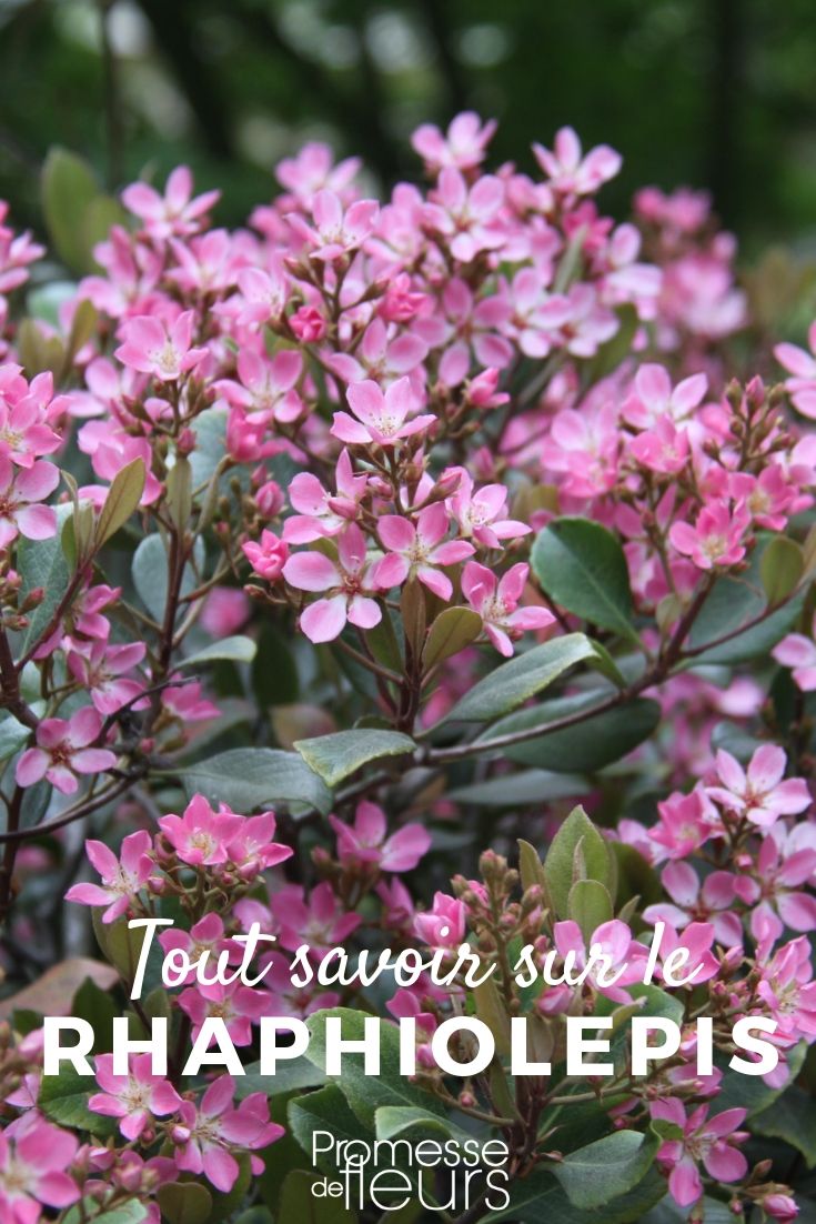 **Rhaphiolepis: Todo lo que necesitas saber**
El **Rhaphiolepis** es un arbusto ornamental muy apreciado por su follaje perenne, su floración generosa y su facilidad de cultivo. Originario de Asia, este arbusto es ideal para setos, macizos o incluso en macetas. Aquí tienes todo lo que necesitas saber sobre el Rhaphiolepis.
### Características del Rhaphiolepis
- **Follaje**: Perenne, con hojas coriáceas de color verde oscuro.
- **Floración**: En primavera, produce racimos de flores blancas o rosadas, a menudo fragantes.
- **Frutos**: Pequeñas bayas azuladas o negras que aparecen después de la floración.
- **Tamaño**: Puede alcanzar entre 1 y 2 metros de altura, dependiendo de la variedad.
### Cultivo y cuidados
- **Exposición**: Prefiere lugares soleados o parcialmente sombreados.
- **Suelo**: Bien drenado, fértil y ligeramente ácido.
- **Riego**: Regular, especialmente durante los primeros años y en períodos de sequía.
- **Poda**: Ligera, después de la floración, para mantener una forma compacta.
- **Resistencia**: Soporta bien el frío, pero es sensible a las heladas intensas.
### Variedades populares
- **Rhaphiolepis indica**: Con flores rosadas y hojas brillantes.
- **Rhaphiolepis umbellata**: Con flores blancas y un porte más compacto.
- **Rhaphiolepis 'Spring Time'**: Variedad híbrida con una floración abundante y prolongada.
### Usos en el jardín
- **Setos**: Ideal para crear setos densos y floridos.
- **Macizos**: Combina bien con otras plantas mediterráneas.
- **Macetas**: Perfecto para terrazas y balcones.
El Rhaphiolepis es una planta versátil y resistente que aportará un toque de elegancia a tu jardín. ¡No dudes en incorporarlo a tus espacios verdes! **Raphiolepis: todo lo que necesitas saber**
El **Raphiolepis** es un arbusto ornamental muy apreciado por su follaje perenne, su floración generosa y su fácil mantenimiento. Originario de Asia, este arbusto pertenece a la familia de las Rosáceas y es ideal para jardines, terrazas o incluso como planta de interior en maceta. A continuación, te contamos todo lo que necesitas saber sobre el Raphiolepis.
### Características principales
- **Follaje**: Hojas coriáceas, de color verde oscuro y brillante.
- **Floración**: Flores en racimos, generalmente blancas o rosadas, que aparecen en primavera y, a veces, en otoño.
- **Porte**: Arbusto compacto y redondeado, que puede alcanzar entre 1 y 2 metros de altura.
- **Resistencia**: Soporta bien el calor y la sequía, pero es sensible a las heladas fuertes.
### Cuidados del Raphiolepis
1. **Ubicación**: Prefiere lugares soleados o con sombra parcial.
2. **Suelo**: Bien drenado, fértil y ligeramente ácido.
3. **Riego**: Moderado, evitando el encharcamiento. Tolera la sequía una vez establecido.
4. **Poda**: Ligera, después de la floración, para mantener su forma.
5. **Abono**: Aplicar un fertilizante equilibrado en primavera y verano.
### Usos en el jardín
- **Setos**: Ideal para crear setos bajos o medianos.
- **Macetas**: Perfecto para decorar terrazas o patios.
- **Combinaciones**: Combina bien con otras plantas mediterráneas como lavanda, romero o salvias.
### Variedades destacadas
- **Raphiolepis indica**: La más común, con flores rosadas.
- **Raphiolepis umbellata**: Con flores blancas y mayor resistencia al frío.
- **Raphiolepis 'Spring Time'**: Variedad compacta, ideal para macetas.
El Raphiolepis es una planta versátil y resistente que aportará belleza y elegancia a tu jardín durante todo el año. ¡Anímate a cultivarla! ????????