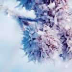 Vernalización: ¿Qué es?