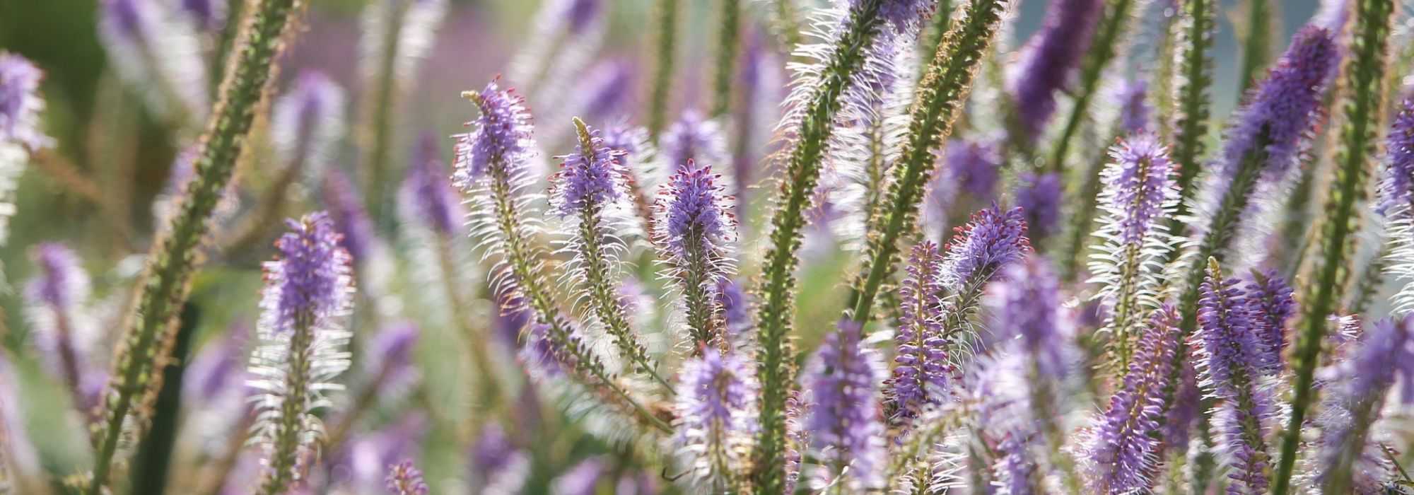 Veronicastrum virginicum, Verónica de Virginia: plantar, cultivar