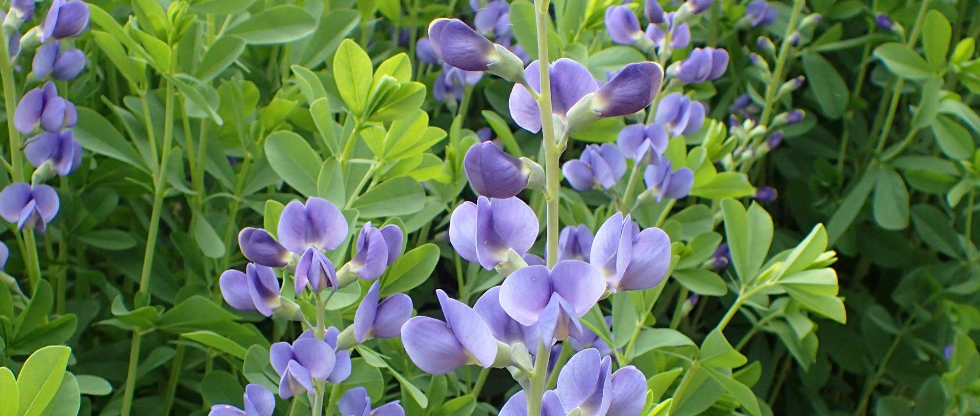 Baptisia: 7 ideas de asociaciones exitosas
