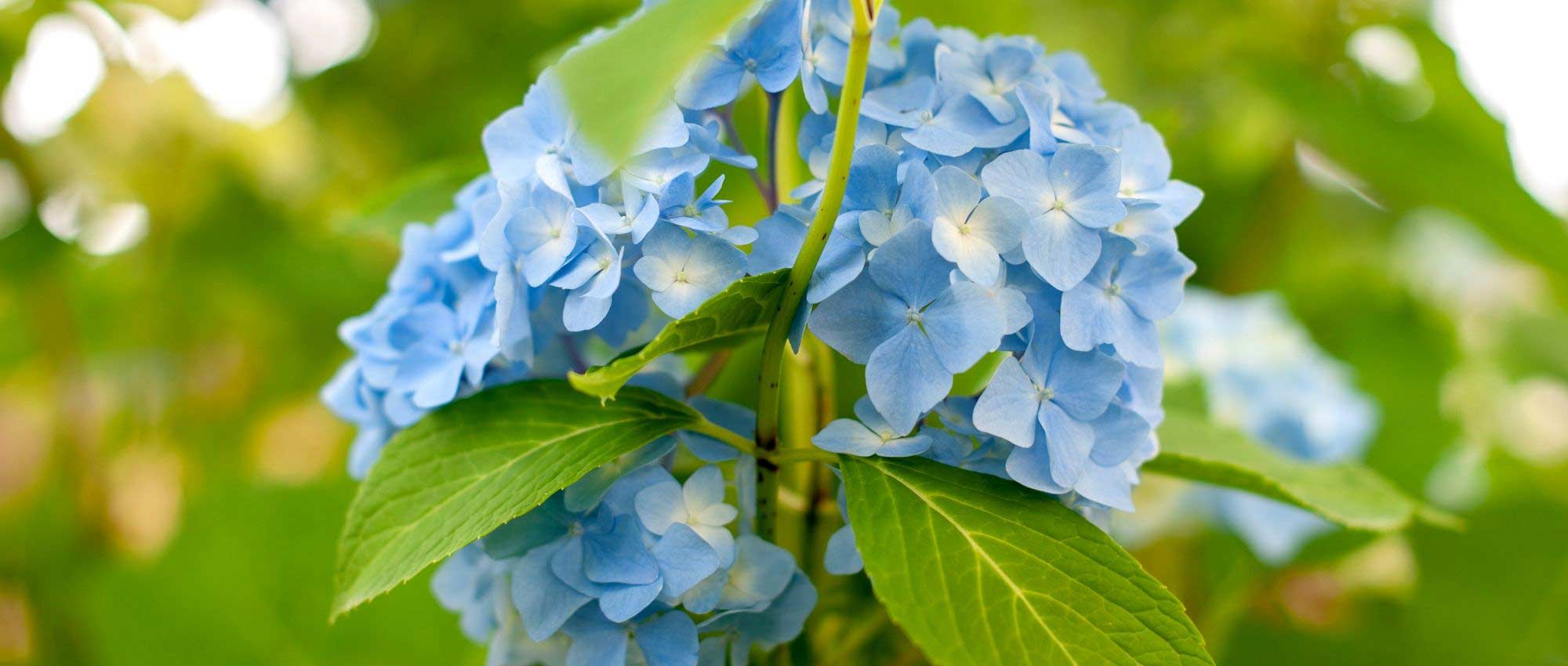 Hortensia: 7 ideas para combinarla