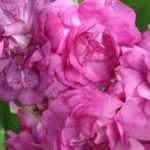 Enrejado de rosales o amarre de rosas