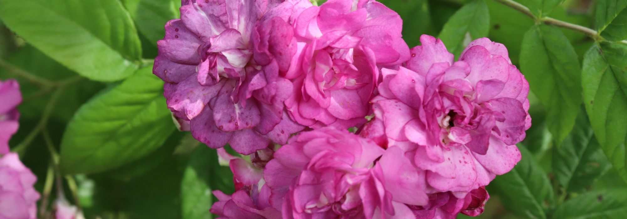 Enrejado de rosales o amarre de rosas