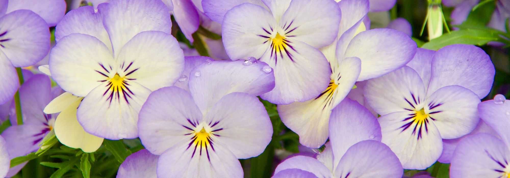 Bienales de otoño: 6 ideas de combinaciones acertadas