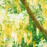 Laburno, Laburnum: plantar, podar y cuidar