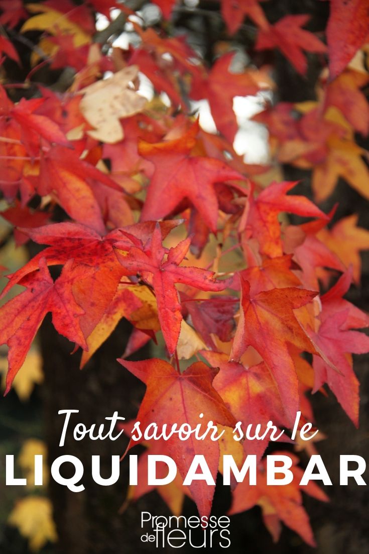 liquidámbar: todo lo que necesitas saber Copalme de América: Todo lo que necesitas saber