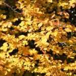 Parrotia persica, árbol de hierro: plantar, podar y mantener