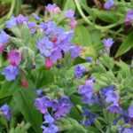 Pulmonaria, Pulmonaria: plantar, cuidar