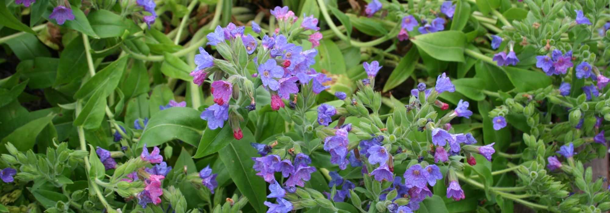 Pulmonaria, Pulmonaria: plantar, cuidar