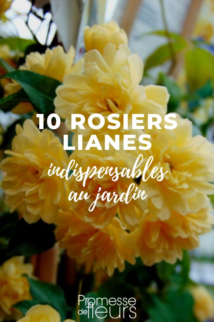 Rosal trepador: 10 mejores variedades