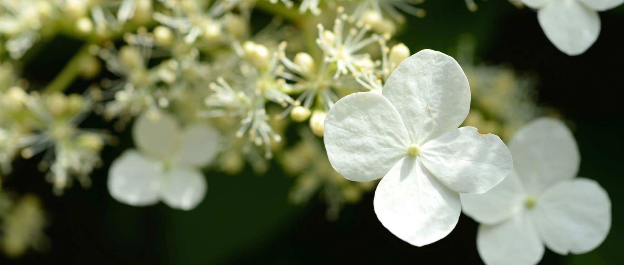 Hortensia blanca: las mejores variedades