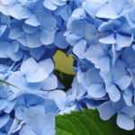 Hortensia azul: las mejores variedades