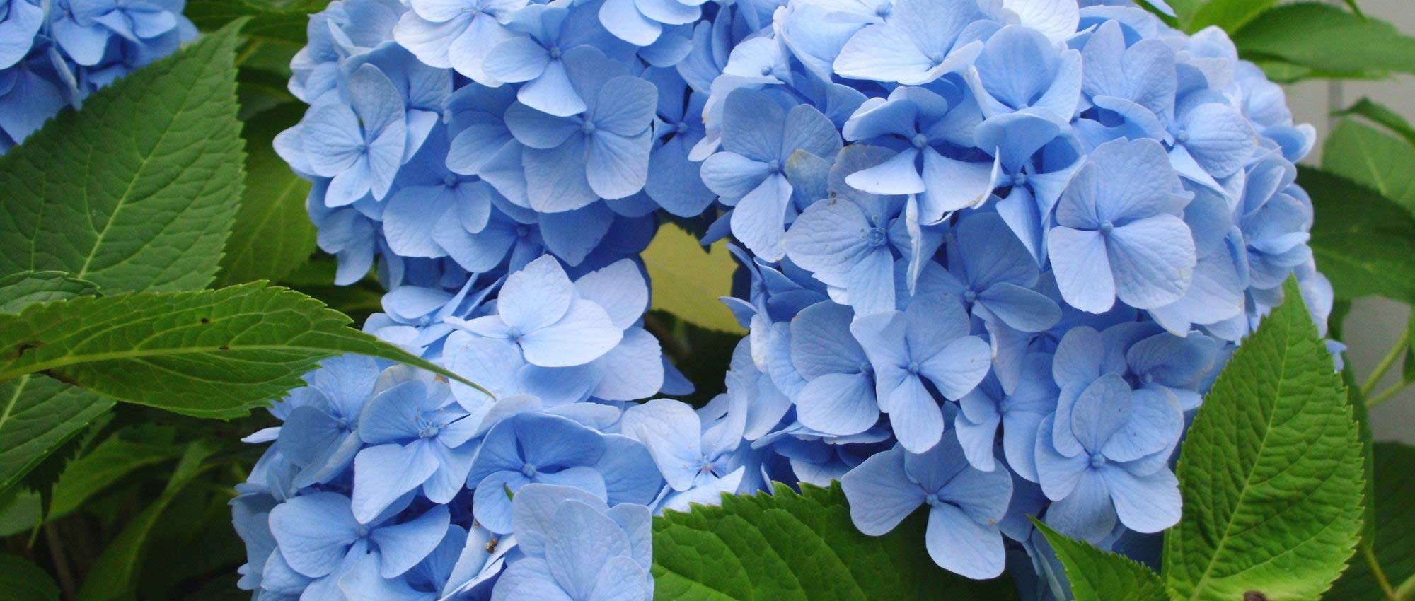Hortensia azul: las mejores variedades