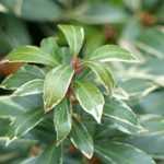 Pieris japonica: 5 ideas de asociaciones acertadas