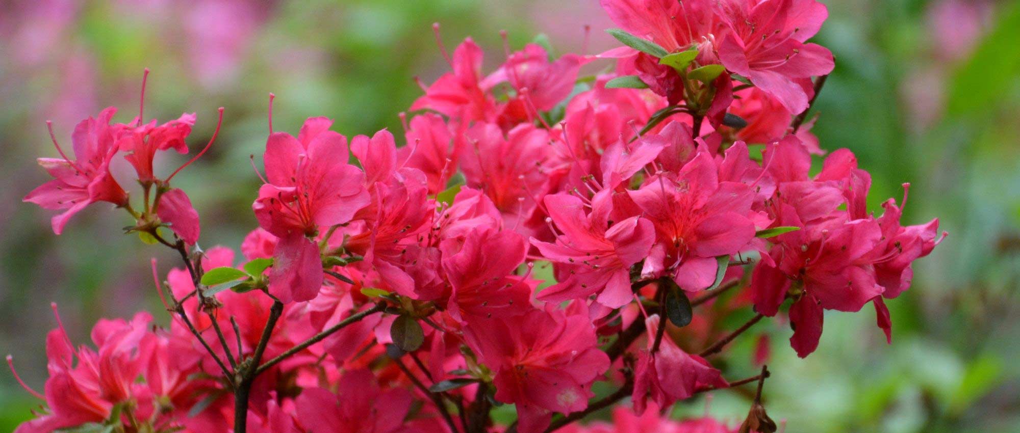 Rododendros enanos y azaleas: las mejores variedades