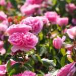 ¿Qué es un rosal trepador?