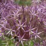 Allium, ajo ornamental: 10 variedades imprescindibles