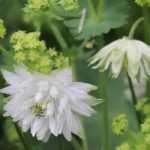 Aguileña: 5 ideas de asociaciones exitosas