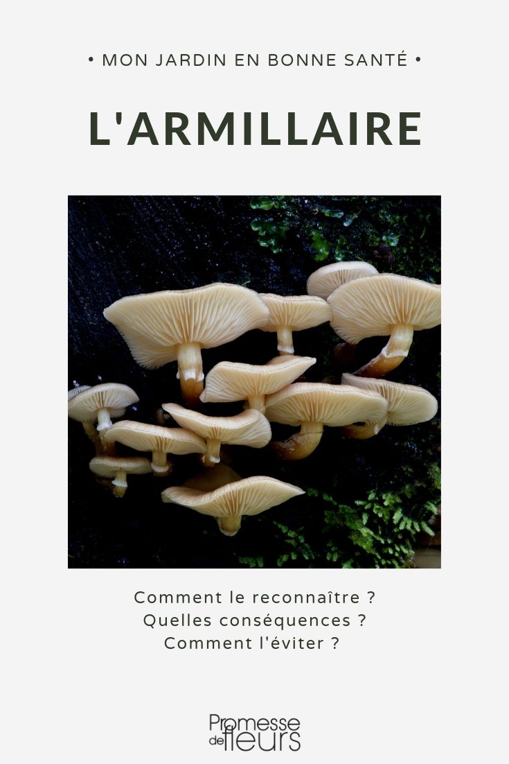 armilar Armillaria, pudrición de la raíz