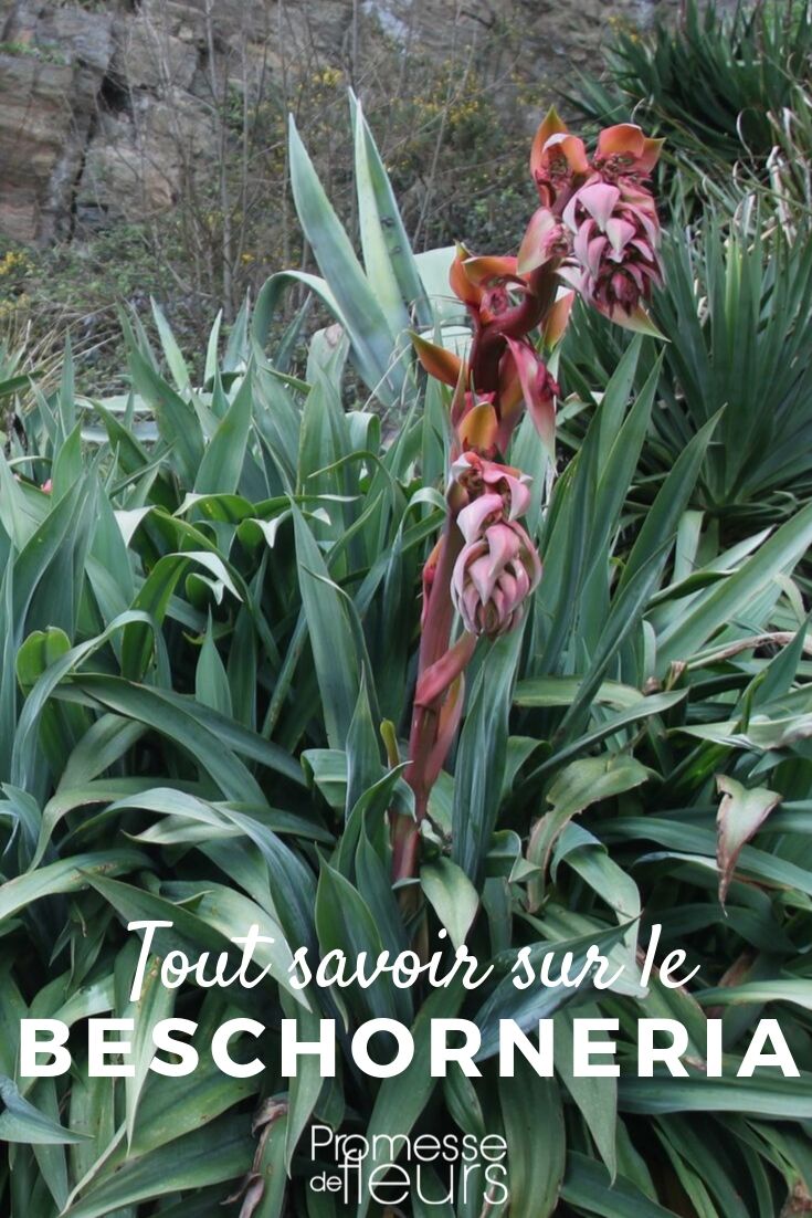 beschorneria todo lo que necesitas saber beschorneria, lirio de México