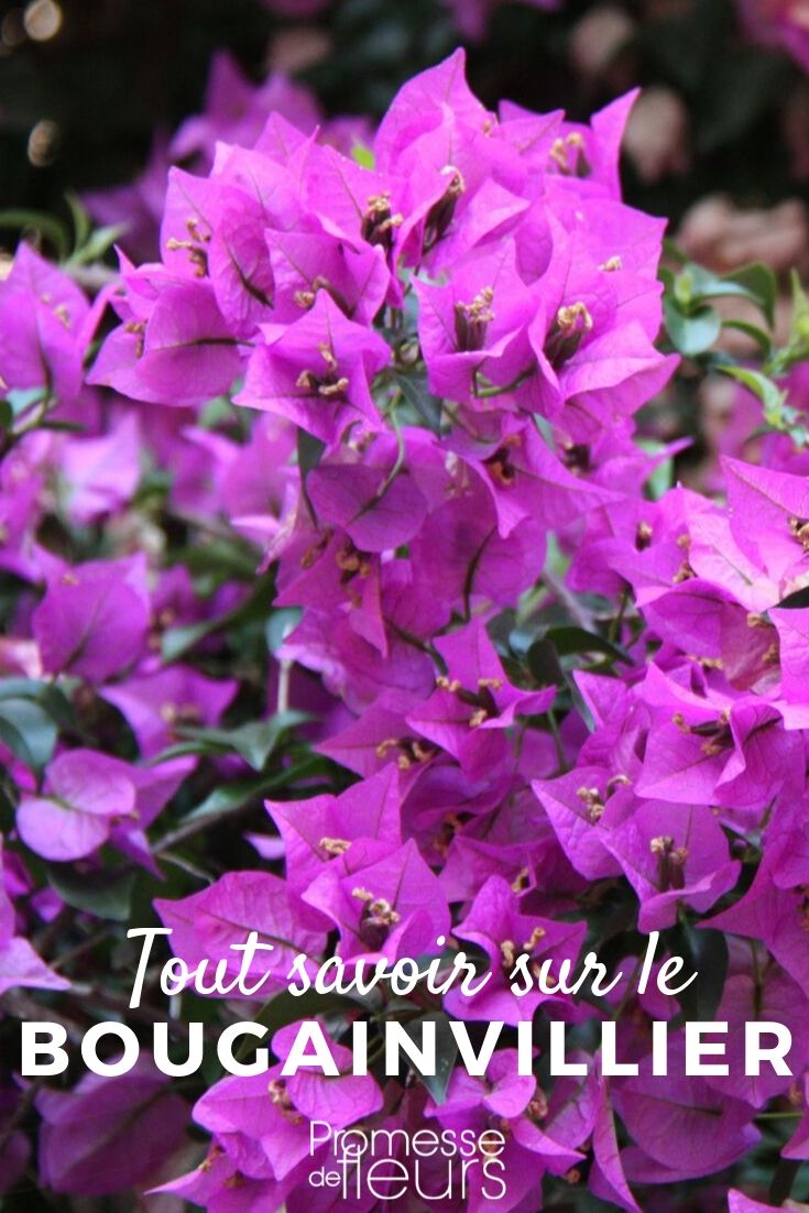 Bougainvillea: todo lo que necesitas saber bougainvillea