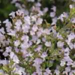 Calaminta, Calamintha: plantar, cuidar, cosechar