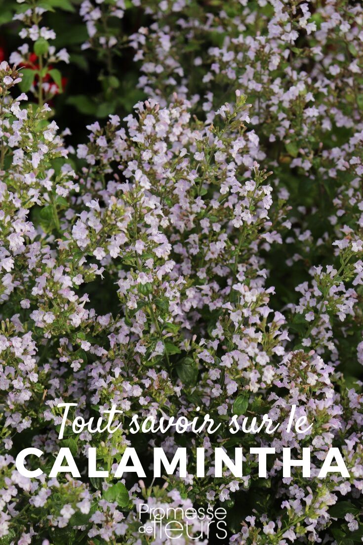 **Calamintha: Todo lo que necesitas saber**
La Calamintha es una planta encantadora y versátil que merece un lugar destacado en tu jardín. Conocida por su fragancia refrescante y su aspecto delicado, esta planta es ideal para borduras, jardines de aromáticas o incluso en macetas. Aquí te contamos todo lo que necesitas saber sobre la Calamintha.
### Características principales
- **Nombre científico**: Calamintha nepeta
- **Familia**: Lamiaceae
- **Altura**: 30-60 cm
- **Exposición**: Sol o semisombra
- **Tipo de suelo**: Bien drenado, ligero y fértil
- **Rusticidad**: Hasta -15°C
### Cuidados básicos
1. **Riego**: Moderado, evitando encharcamientos.
2. **Poda**: Recorta ligeramente después de la floración para mantener su forma.
3. **Abono**: Aplica un fertilizante orgánico en primavera.
4. **Plagas y enfermedades**: Es resistente, pero vigila los pulgones en verano.
### Usos en el jardín
- **Borduras**: Perfecta para delimitar caminos o zonas.
- **Aromáticas**: Sus hojas desprenden un aroma a menta.
- **Atracción de polinizadores**: Atrae abejas y mariposas.
### Curiosidades
- Sus pequeñas flores blancas o lilas florecen desde finales de primavera hasta principios de otoño.
- Es una planta medicinal tradicional, utilizada para infusiones digestivas.
La Calamintha es una planta fácil de cultivar y muy gratificante. ¡Anímate a incluirla en tu jardín y disfruta de su belleza y aroma! ???? calamento todo lo que necesitas saber