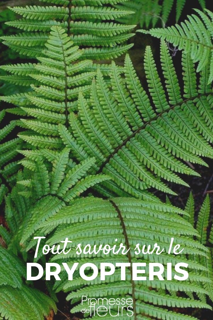 **Dryopteris: Todo lo que necesitas saber**
**Introducción**
El género *Dryopteris*, comúnmente conocido como helecho macho, incluye una amplia variedad de helechos perennes que son populares en jardines y paisajes por su follaje exuberante y su facilidad de cultivo. Estos helechos son ideales para añadir textura y verdor a zonas sombreadas. A continuación, te contamos todo lo que necesitas saber sobre los *Dryopteris*.
**Características principales**
- **Follaje**: Las frondas (hojas) de los *Dryopteris* son pinnadas o bipinnadas, lo que les da un aspecto plumoso y elegante.
- **Tamaño**: Dependiendo de la especie, pueden crecer desde 30 cm hasta más de 1 metro de altura.
- **Color**: El follaje suele ser de un verde intenso, aunque algunas variedades presentan tonos plateados o dorados.
**Cultivo y cuidados**
- **Luz**: Prefieren la sombra parcial o total, aunque algunas especies toleran un poco de sol si el suelo está húmedo.
- **Suelo**: Necesitan un suelo bien drenado, rico en materia orgánica y ligeramente ácido.
- **Riego**: Mantén el suelo húmedo, especialmente durante los meses más cálidos. Evita el encharcamiento.
- **Resistencia**: La mayoría de las especies son resistentes y pueden soportar temperaturas frías.
**Usos en el jardín**
- **Bordes sombreados**: Combínalos con hostas, heucheras o helleboros para crear un rincón verde y fresco.
- **Macetas**: Ideales para decorar patios o terrazas con poca luz.
- **Cobertura del suelo**: Algunas especies de *Dryopteris* son perfectas para cubrir zonas sombreadas donde otras plantas no prosperan.
**Especies populares**
- *Dryopteris filix-mas*: El helecho macho común, resistente y de fácil mantenimiento.
- *Dryopteris erythrosora*: Conocido por sus frondas jóvenes de color cobrizo.
- *Dryopteris affinis*: Destaca por su follaje brillante y su resistencia a enfermedades.
**Consejos adicionales**
- Divide los rizomas cada 3-4 años para mantener la planta saludable y controlar su crecimiento.
- Retira las frondas secas o dañadas en primavera para estimular un nuevo crecimiento.
Los *Dryopteris* son una excelente opción para añadir elegancia y frescura a tu jardín. ¡Anímate a incluirlos en tus espacios verdes!