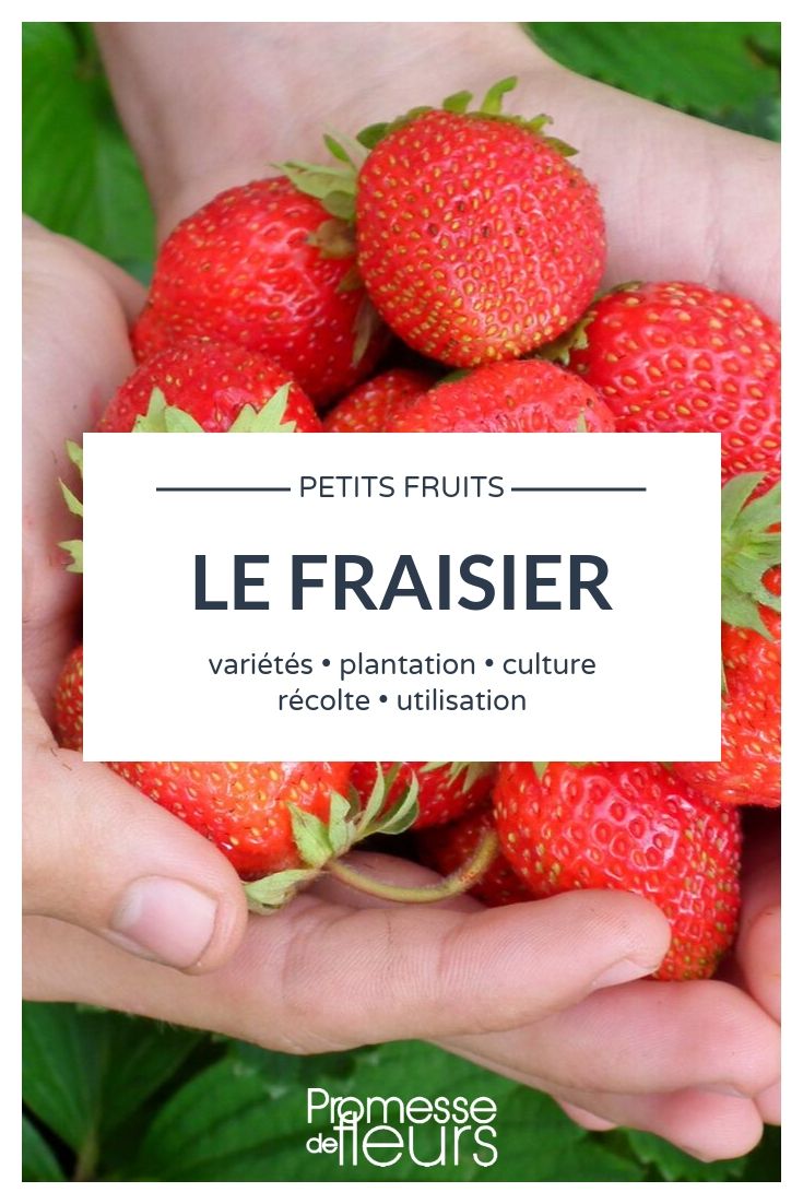 fresas fresa, fragaria