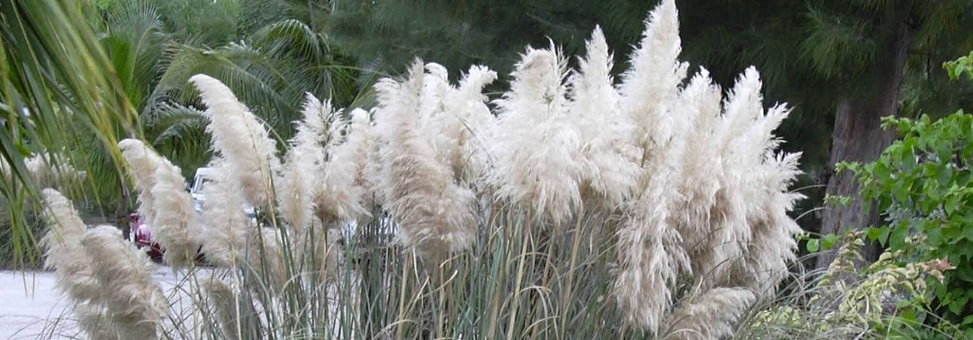 Hierba de la Pampa, Cortaderia: plantación, cuidados