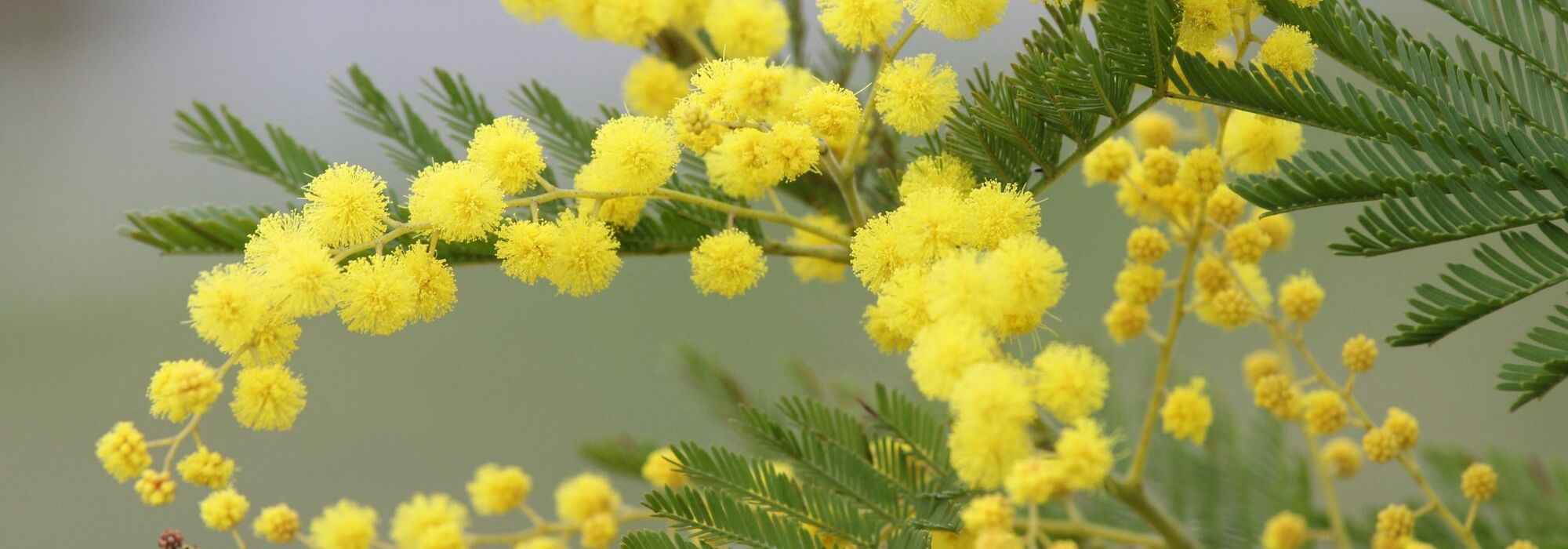 Cultivar mimosa en macetas