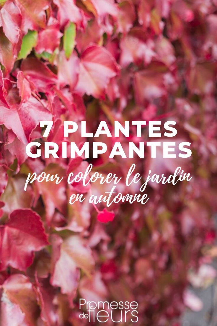 plantas trepadoras para el otoño