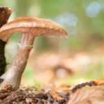 Armillaria o hongo de miel: reconocer y luchar contra este hongo de los árboles