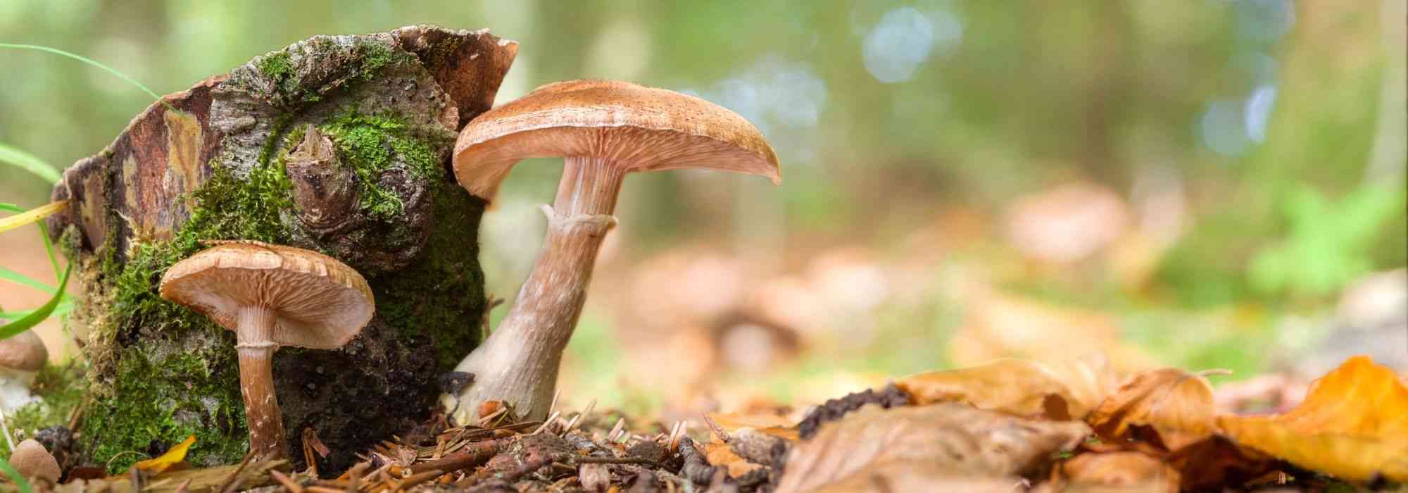 Armillaria o hongo de miel: reconocer y luchar contra este hongo de los árboles