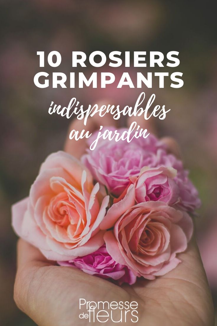 rosales trepadores rosales trepadoras: las opciones seguras