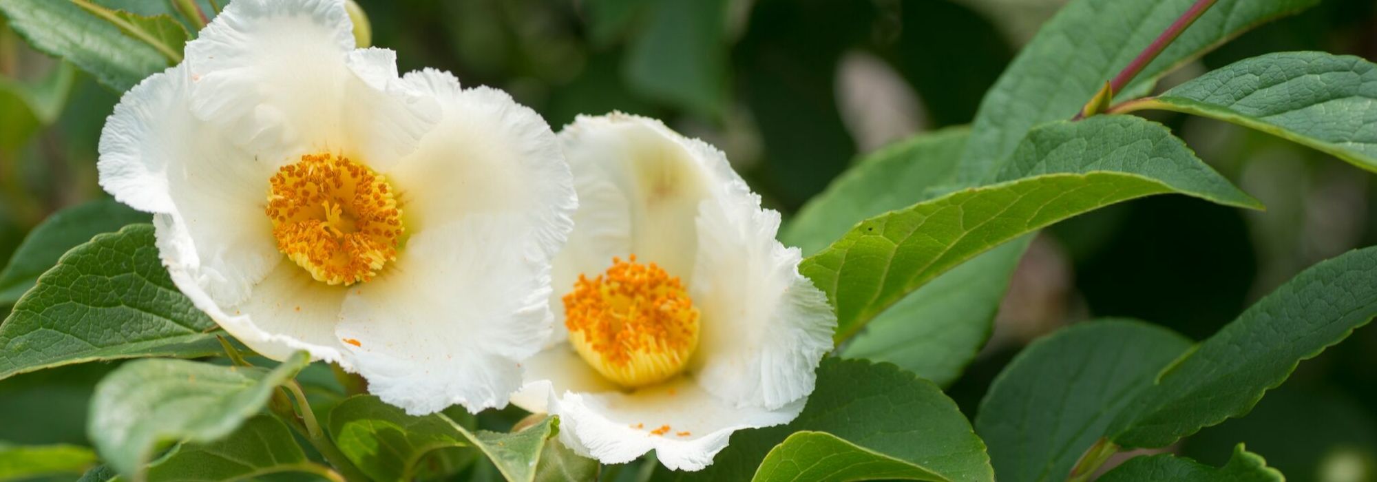 Stewartia pseudocamellia, falsa camelia: plantación, poda, cuidados