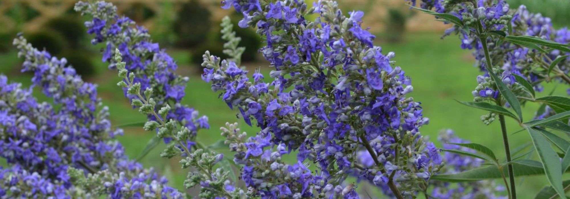 Vitex agnus-castus, sauzgatillo: plantar, cultivar, podar