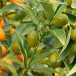 Kumquat: plantación, cultivo y cosecha