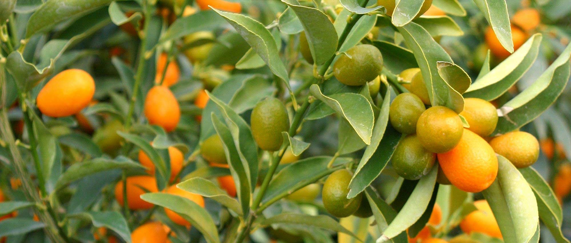 Kumquat: plantación, cultivo y cosecha