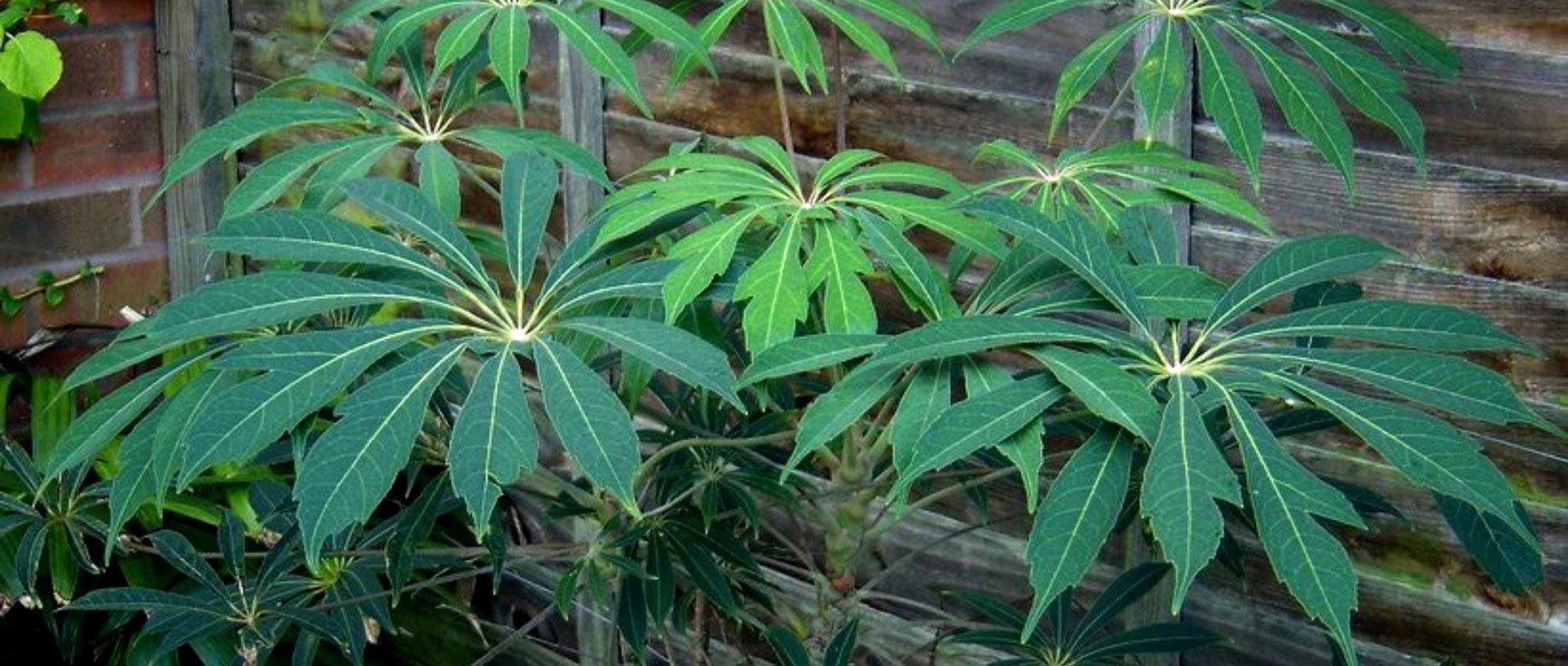 Cheflera de exterior: plantar, cultivar y cuidar