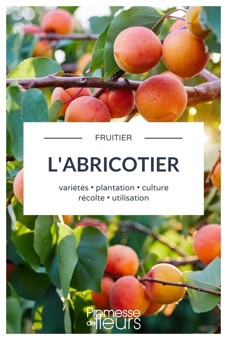 Albaricoquero: Todo lo que necesitas saber
El albaricoquero (Prunus armeniaca) es un árbol frutal apreciado por sus deliciosos frutos, los albaricoques. Originario de Asia Central, este árbol se ha extendido por todo el mundo gracias a su adaptabilidad y su valor ornamental y productivo.
Características principales:
- Altura: 3 a 6 metros
- Follaje: Caduco, hojas ovaladas de color verde brillante
- Floración: Flores blancas o rosadas a principios de primavera
- Fruto: Albaricoque, drupa redonda u ovalada de piel aterciopelada y color naranja
Cultivo y cuidados:
1. Clima: Prefiere climas templados con inviernos fríos y veranos cálidos.
2. Suelo: Bien drenado, fértil y ligeramente alcalino.
3. Riego: Regular, especialmente durante la floración y la formación del fruto.
4. Poda: Necesaria para mantener la forma del árbol y estimular la producción de frutos.
5. Plagas y enfermedades: Vigilar pulgones, cochinillas y enfermedades fúngicas como la moniliosis.
Variedades populares:
- 'Rouge du Roussillon': Frutos grandes y sabrosos, ideal para climas cálidos.
- 'Bergeron': Variedad resistente al frío, con frutos de excelente calidad.
- 'Luizet': Albaricoques tempranos, perfectos para zonas con primaveras cortas.
Consejos para una buena cosecha:
- Planta en un lugar soleado y protegido del viento.
- Realiza una poda de formación en los primeros años.
- Aplica abono orgánico en primavera y otoño.
- Cosecha los frutos cuando estén maduros pero aún firmes.
El albaricoquero no solo es un árbol productivo, sino también una hermosa adición a cualquier jardín, ofreciendo sombra, flores decorativas y, por supuesto, deliciosos frutos. ¡Anímate a cultivar tu propio albaricoquero y disfruta de sus múltiples beneficios! Prunus armeniaca: Todo lo que necesitas saber
El Prunus armeniaca, comúnmente conocido como albaricoquero, es un árbol frutal apreciado tanto por su belleza ornamental como por sus deliciosos frutos. Originario de Asia Central, este árbol se ha extendido por todo el mundo gracias a su adaptabilidad y a su capacidad para crecer en una amplia variedad de climas.
**Características principales:**
- **Altura:** Suele alcanzar entre 4 y 6 metros de altura.
- **Hojas:** De forma ovalada y color verde brillante, con bordes ligeramente dentados.
- **Flores:** Florece a principios de primavera, antes de que aparezcan las hojas. Sus flores son de color blanco o rosa pálido, muy decorativas.
- **Frutos:** Los albaricoques son redondos, de piel aterciopelada y color naranja, con un sabor dulce y jugoso.
**Cultivo y cuidados:**
- **Clima:** Prefiere climas templados, aunque puede tolerar temperaturas más frías si está bien protegido.
- **Suelo:** Necesita un suelo bien drenado y rico en materia orgánica.
- **Riego:** Requiere riego regular, especialmente durante la época de crecimiento y fructificación.
- **Poda:** Es recomendable podar el árbol anualmente para mantener su forma y promover una buena producción de frutos.
**Usos:**
- **Culinarios:** Los albaricoques se consumen frescos, en mermeladas, compotas o como ingrediente en postres.
- **Ornamentales:** Su floración primaveral lo convierte en un árbol muy atractivo para jardines y parques.
**Curiosidades:**
- El nombre "Prunus armeniaca" proviene de la creencia errónea de que el árbol era originario de Armenia.
- Los albaricoques son ricos en vitaminas A y C, además de ser una buena fuente de fibra.
Si estás pensando en añadir un albaricoquero a tu jardín, no solo disfrutarás de sus hermosas flores en primavera, sino también de sus deliciosos frutos en verano. ¡Es una excelente opción para cualquier amante de las plantas!