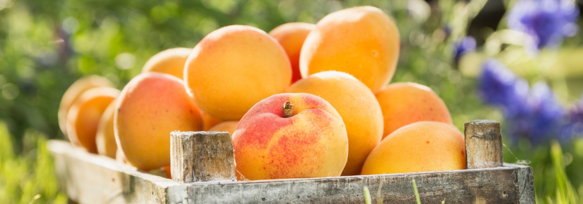 Albaricoquero: plantación, poda, cuidados