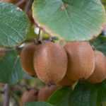 Actinidia, árbol del Kiwi: plantar, podar, cosechar