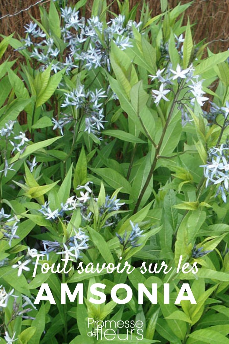 **Amsonia: Todo lo que necesitas saber**

**Introducción a la Amsonia**  
La Amsonia, también conocida como "Estrella Azul", es una planta perenne apreciada por sus delicadas flores azules y su follaje ornamental. Originaria de América del Norte, esta planta es ideal para jardines naturales, bordes de caminos y zonas con suelos húmedos. Su fácil mantenimiento y su resistencia la convierten en una opción popular entre los jardineros.

**Características principales**  
- **Flores**: Pequeñas flores en forma de estrella, de color azul pálido, que aparecen en primavera y principios de verano.  
- **Follaje**: Hojas estrechas y lanceoladas que adquieren tonos dorados y amarillos en otoño, añadiendo interés estacional.  
- **Altura**: Alcanza entre 60 y 90 cm de altura, dependiendo de la variedad.  
- **Exposición**: Prefiere lugares soleados o de sombra parcial.  
- **Suelo**: Se adapta a suelos bien drenados, aunque tolera suelos húmedos.  

**Cuidados de la Amsonia**  
1. **Riego**: Mantén el suelo ligeramente húmedo, especialmente durante los períodos de sequía.  
2. **Poda**: Recorta las plantas a principios de primavera para fomentar un crecimiento compacto.  
3. **Fertilización**: Aplica un fertilizante equilibrado en primavera para estimular la floración.  
4. **Multiplicación**: Se puede propagar por división de matas en otoño o primavera.  

**Usos en el jardín**  
- Ideal para bordes mixtos, jardines de pradera y zonas naturalizadas.  
- Combina bien con otras plantas perennes como Echinacea, Rudbeckia y gramíneas ornamentales.  
- Atrae a polinizadores como abejas y mariposas.  

**Consejos adicionales**  
- La Amsonia es resistente a plagas y enfermedades, lo que la convierte en una planta de bajo mantenimiento.  
- Su follaje otoñal añade un toque de color al jardín cuando otras plantas comienzan a decaer.  

Con su belleza discreta y su facilidad de cultivo, la Amsonia es una excelente elección para cualquier jardín. ¡Anímate a incluirla en tu espacio verde!