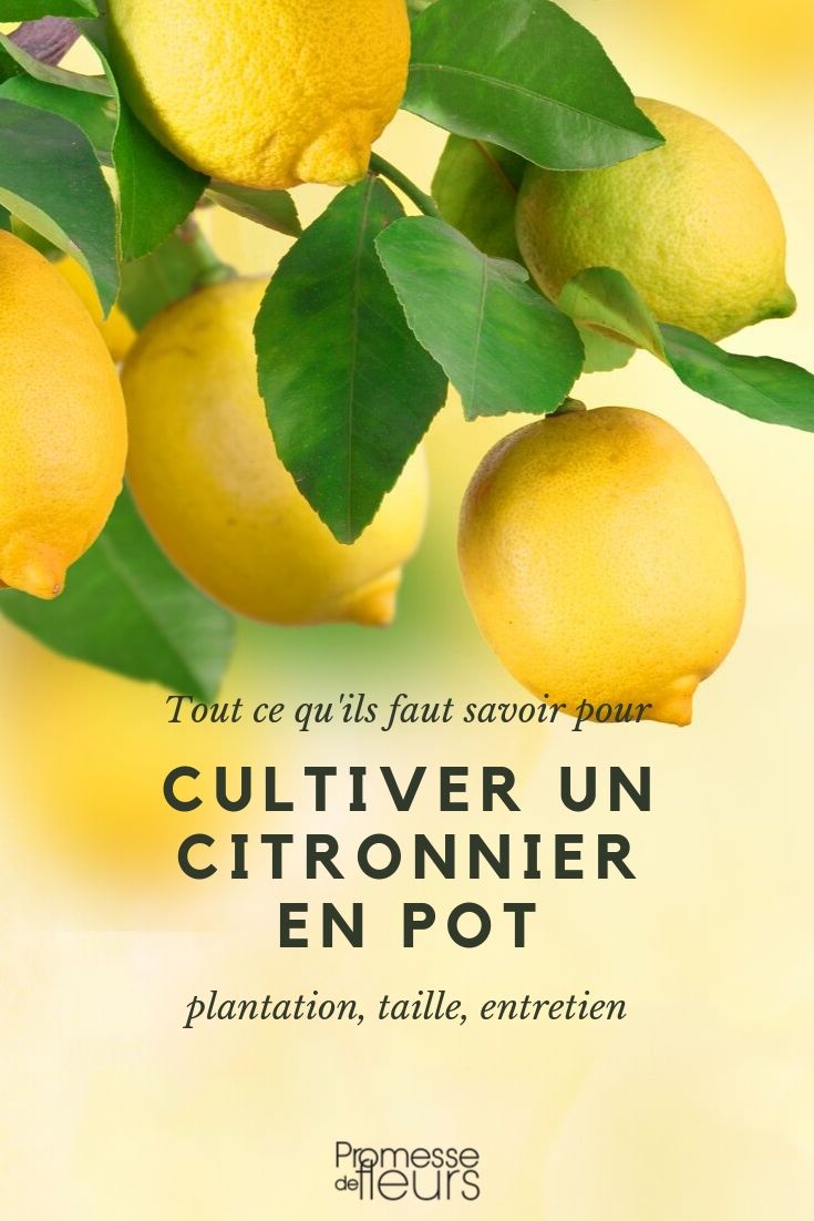 Citronero en maceta: nuestros consejos para plantarlo y cuidarlo correctamente Limón en maceta: cultivo y cuidados