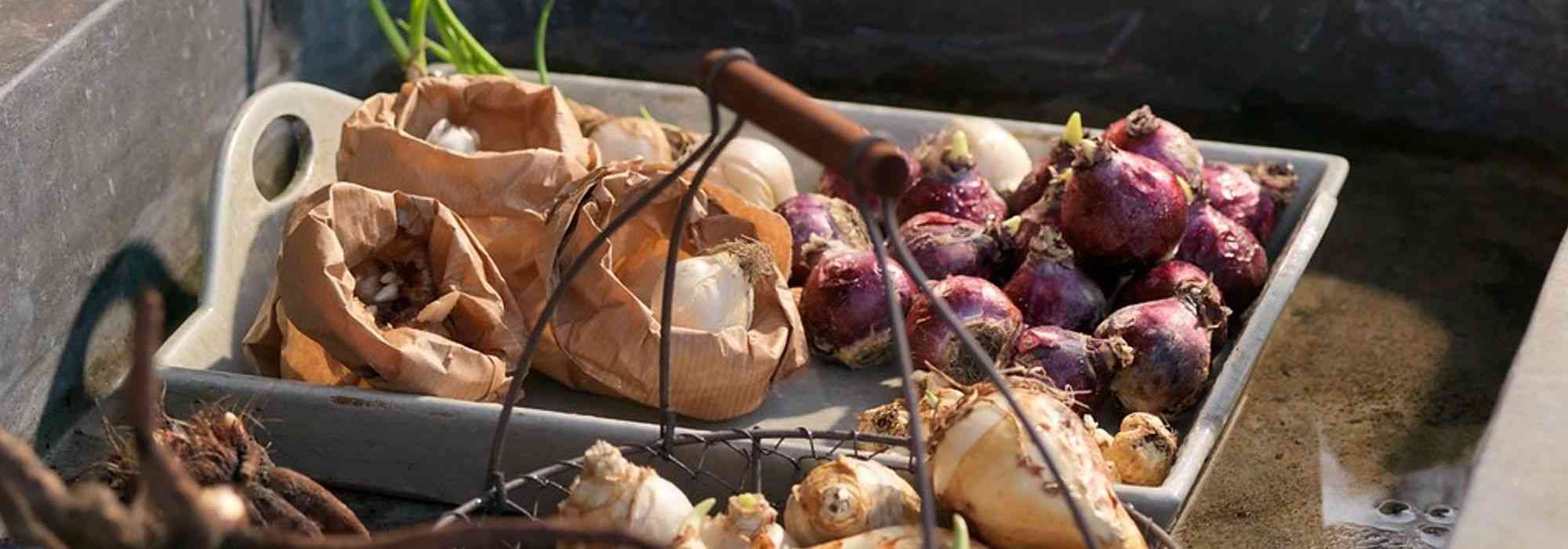 ¿Cómo conservar bulbos, antes y después de la floración?